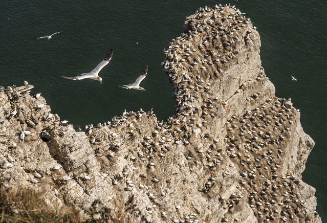 Nesting gannets and their young at Bempton Cliffs in Yorkshire, UK on Wednesday, August 27, 2025, after over 250,000 seabirds flocked to the chalk cliffs to find a mate and raise their young. (Photo by Danny Lawson/PA Images via Getty Images)
