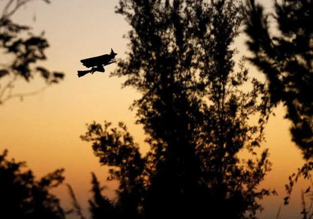 A remote control witch flies over a neighborhood as kids trick or treat below during Halloween in Encinitas, California  October 31, 2015. (Photo by Mike Blake/Reuters)