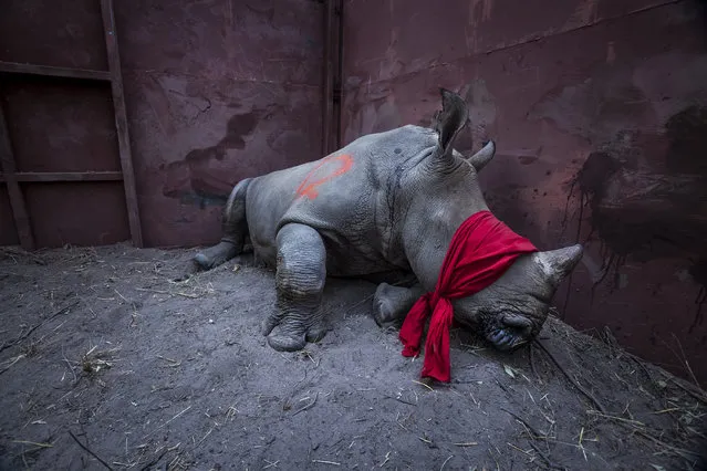 A blindfolded white rhino awaits release into the wild in Botswana after being transported from South Africa. (Photo by Neil Aldridge)