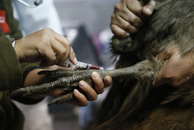 A veterinarian takes a blood sample from an Andean condor, one of the world's biggest flying birds, at a veterinary hospital in Los Andes, Chile August 12, 2013. (Photo by Ivan Alvarado/Reuters)