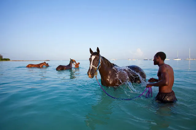 Garrison Savannah, Barbados. Photographer Susan Seubert writes: ‘While I was on assignment in Barbados, a hotel owner suggested I get up at 3am to watch the Turf Club horses being bathed in the ocean at sunrise. I drove in the pitch black to the waterfront – there, a parade of groomsmen and their thoroughbreds gradually emerged from the dark street, past the glow of a single streetlamp, and into the ocean. (Photo by Susan Seubert/National Geographic)