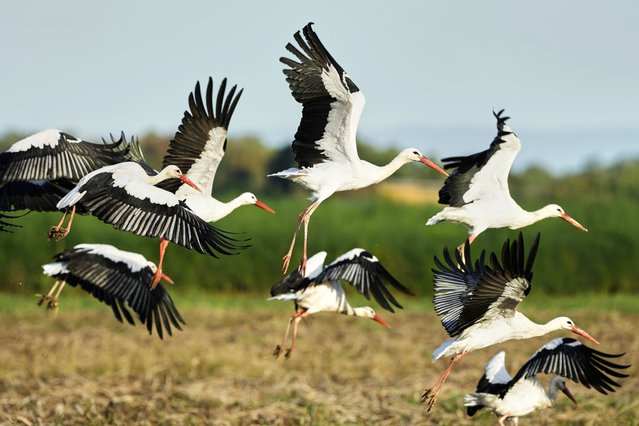 Storks fly over fields in Buettelborn near Frankfurt, Germany, Tuesday, September 23, 2025. (Photo by Michael Probst/AP Photo)