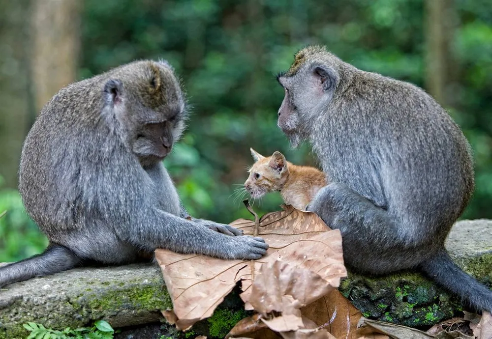 Monkey Adopts Kitten by Anne Young