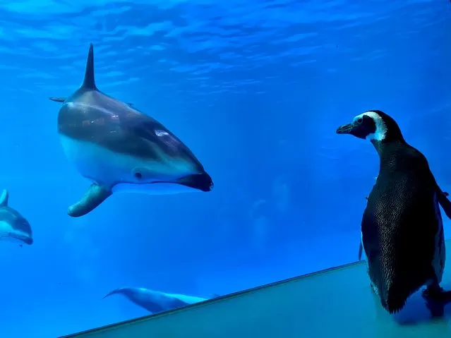 Wellington, a 32-year-old rockhopper penguin, meets other animals while exploring the Shedd Aquarium's Amazon Rising exhibit in Chicago, March 15, 2020. Without guests in the building, caretakers sent some of the penguins on a field trip. (Photo by Shedd Aquarium/Handout via Reuters)