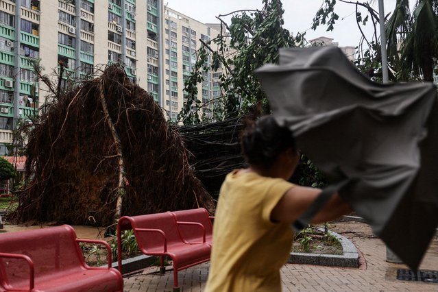 A woman walks past a tree toppled by Super Typhoon Ragasa in Hong Kong, China, on September 24, 2025. (Photo by Tyrone Siu/Reuters)