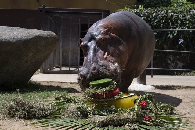 Tim, a hippopotamus at BioParque do Rio, eats a fruit and vegetable cake during the celebration of his 29th birthday at the Quinta da Boa Vista zoo in Rio de Janeiro, Brazil, on November 27, 2025. (Photo by Pablo Porciuncula/AFP via Getty Images)