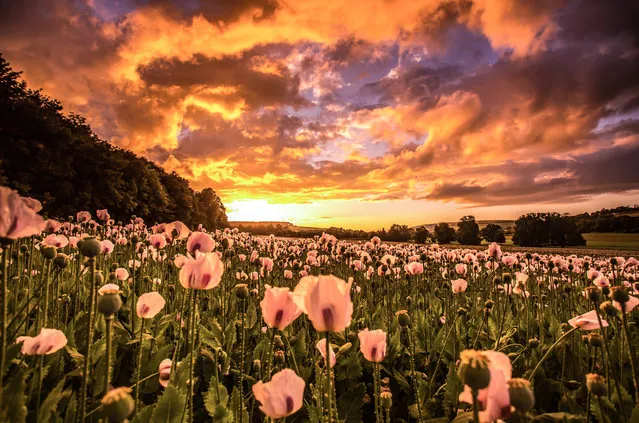A poppy field at sunset, taken by landscape photographer Matthew Pinner using a a polarising filter in Wimborne, Dorset, England on June 27, 2016. (Photo by  Matthew Pinner/Rex Features/Shutterstock)