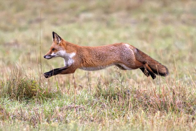 A fox runs through a field near Overton in Hampshire, UK on October 30, 2025. (Photo by Deborah Heath/Picture Exclusive)