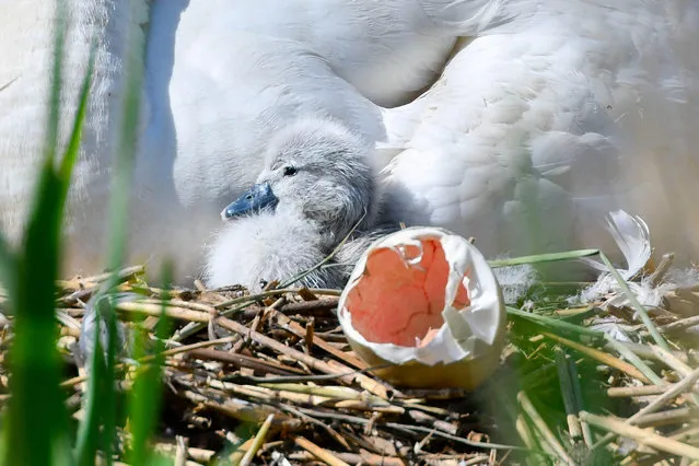 The first of this year’s cygnets hatches at Abbotsbury Swannery in Dorset, UK. (Photo by Graham Hunt/Alamy Live News)