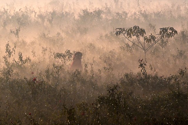 A woman plucks roses at a field amid dense smog in Lahore on December 8, 2025. (Photo by Arif Ali/AFP via Getty Images)