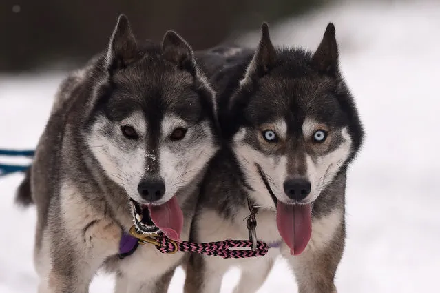 Huskies practice at a forest course ahead of the Aviemore Sled Dog Rally on January 20, 2015 in Feshiebridge, Scotland.  Huskies and sledders prepare ahead of the Siberian Husky Club of Great Britain 32nd race taking place this weekend near Aviemore. (Photo by Jeff J Mitchell/Getty Images)