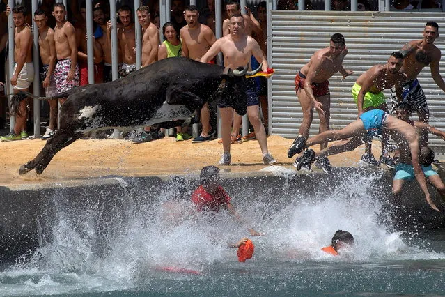 People jump into a water as they are chased by a young bull during the traditional “Bous a la mar” (lit. Bulls to the Sea) fiesta in Denia, eastern Spain, 08 July 2018. The event is to lead young bulls to the water and make them swim. (Photo by Natxo Frances/EPA/EFE)