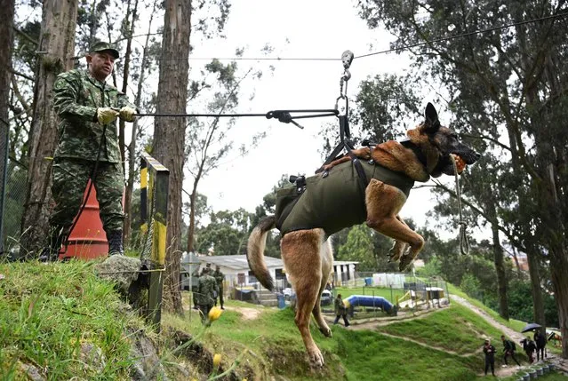 A Colombian soldier trains a dog in tracking and trailing, at the Canine Training and Retraining Section (SERCA) in the military canton of the School of Logistics in Bogota, Colombia on June 14, 2023. More than 2,500 canine pairs (soldier and dog) are trained in the different specialities required for military operations where their main function is to save human lives. Five-year old Belgian shepherd “Wilson” -that took part in the rescue of the four indigenous children- entered  SERCA with five months of age, and after a 14-month training it was transferred to the Joint Command of Special Operations of the Military Forces. (Photo by Raul Arboleda/AFP Photo)