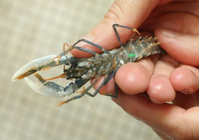 Isabel Schmalenbach, an environmental scientist with the Helgoland Biological Institute (Biologische Anstalt Helgoland), part of the Alfred Wegener Institute for Polar and Marine Research, displays the green tag on the underside of a baby European lobster (Homarus gammarus) raised at the institue on August 3, 2013 on Helgoland Island, Germany. (Photo by Sean Gallup/Getty Images)