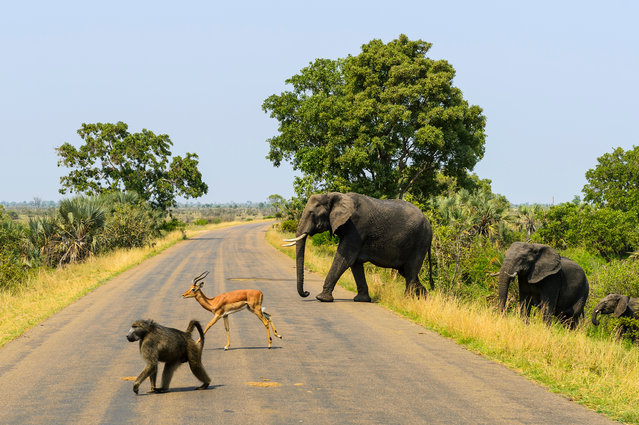 “This was taken on a safari in Kruger national park, South Africa. The scene was like something straight out of a storybook: a wild baboon, impala and elephant crossing the road together, all lined up neatly in a row”. (Photo by Will Clarke/The Guardian)