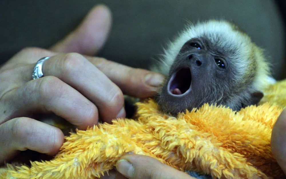 The Week in Pictures: Animals, August 10 – August 30, 2013. Part 1