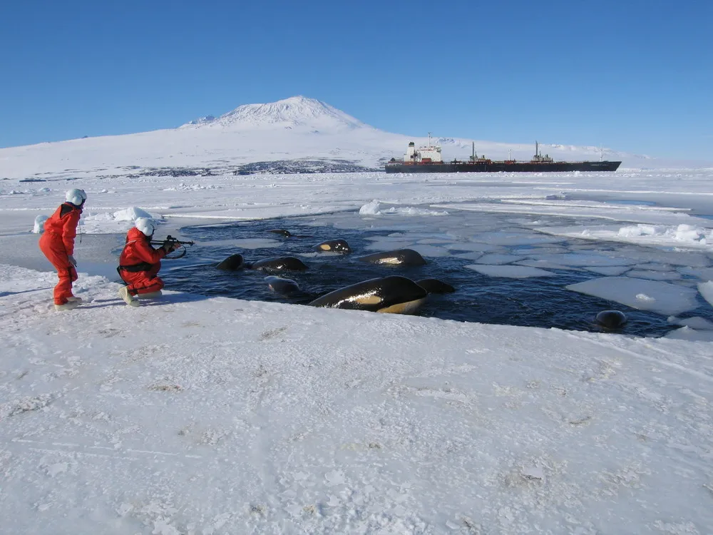 Killer Whales in McMurdo