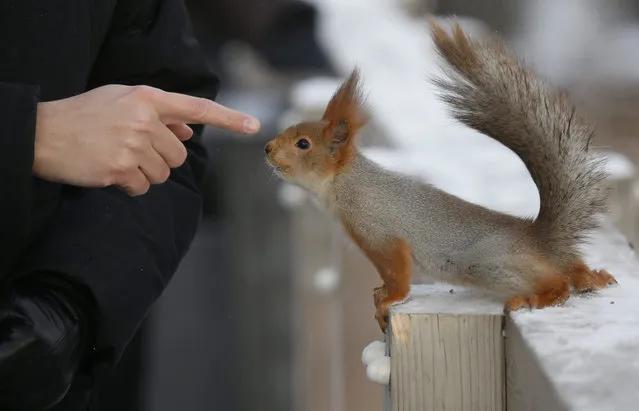 A visitor plays with a squirrel at Gorky park in Moscow, Russia, 05 January 2016. Blocking anticyclone keeps cold weather in the central regions of Russia. Air temperature stays around minus 15 Celsius daytime and dropping lower minus twenty at night. (Photo by Sergei Chirikov/EPA)