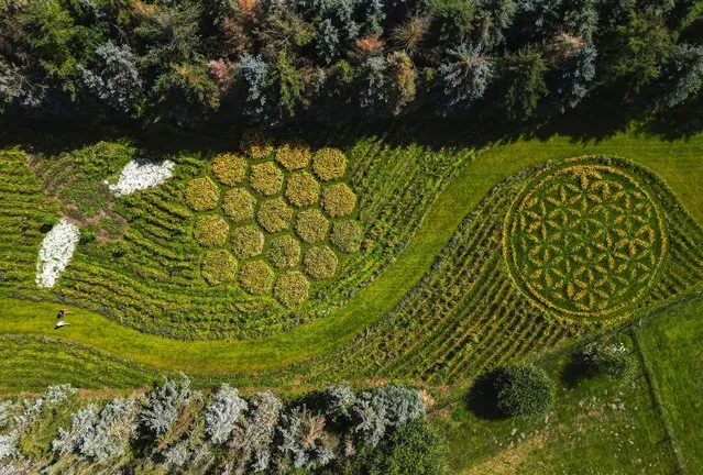 A photo taken with a drone of a huge work of art with various flowers and flowering plants in Jacobsdorf, Germany, 14 August 2023. Artist Michael Uy has transformed a piece of fallow land into an insect paradise for bees, bumblebees and butterflies. A sea of flowers and plants as a huge work of art. Using plants, the painter has planted and sown oversized images in the form of a “bee“, “honeycombs” and the ornament “flowers of life”. Many flowering strips and a lawn path for the viewer connect everything into one overall picture. (Photo by Hannibal Hanschke/EPA/EFE)