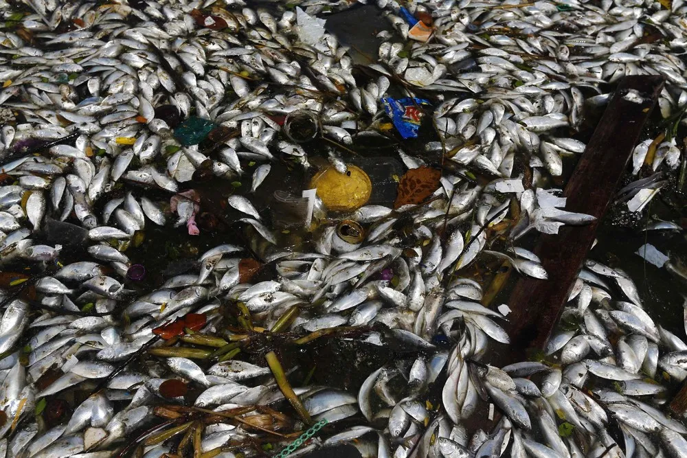 Dead Fish in Rio Olympic Bay