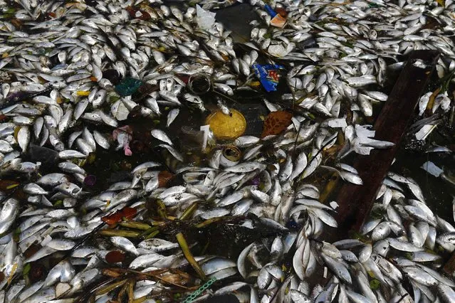 Dead fish are pictured on the banks of the Guanabara Bay in Rio de Janeiro February 24, 2015. (Photo by Ricardo Moraes/Reuters)