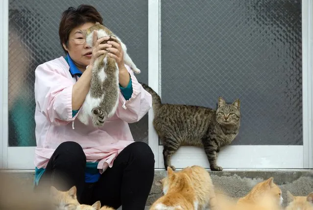 Village nurse and Ozu city official Atsuko Ogata holds a cat on Aoshima Island in Ehime prefecture in southern Japan February 25, 2015. An army of cats rules the remote island in southern Japan, curling up in abandoned houses or strutting about in a fishing village that is overrun with felines outnumbering humans six to one. Picture taken February 25, 2015. REUTERS/Thomas Peter 