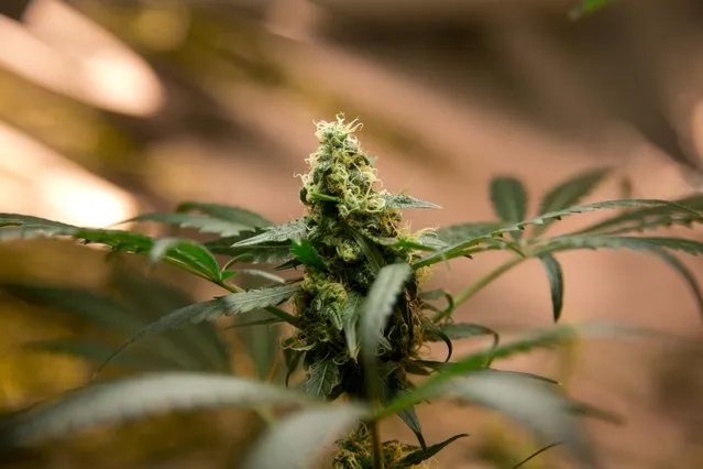 In this August 29, 2013 photo, a marijuana plant grows in a hydroponics garden inside an apartment in Mexico City. Pot aficionados are growing high-potency boutique pot with around 15 to 20 percent THC, the high-generating component of marijuana, compared to 3 to 8 percent in the Mexican “brick weed” more commonly sold here and north of the border. (Photo by Eduardo Verdugo/AP Photo)