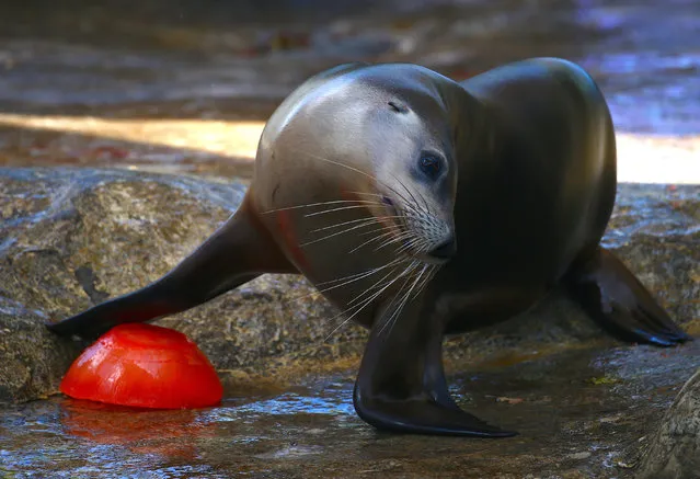 An Australia sea lion pushes a frozen treat that contains a fish into the water during an annual Christmas event in which animals receive special food gifts at Sydney's Taronga Zoo in Australia, December 21, 2016. (Photo by David Gray/Reuters)