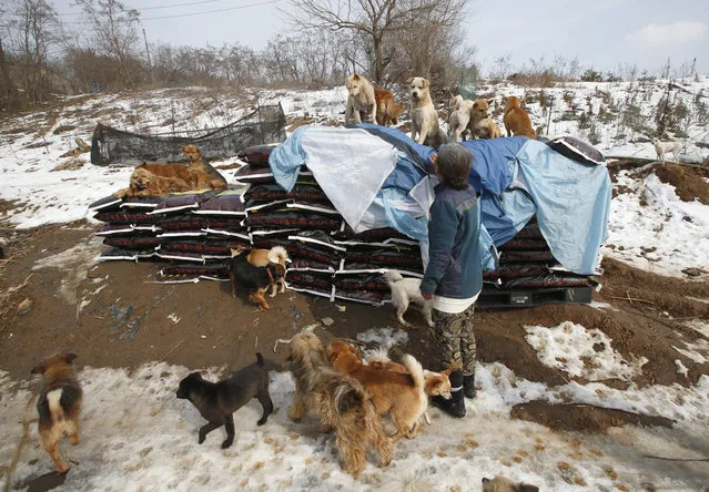 In this Wednesday, January 27, 2016 photo, Jung Myoung Sook, 61, who rescued and sheltered dogs for 26 years, takes care of dogs at a shelter in Asan, South Korea. (Photo by Lee Jin-man/AP Photo)
