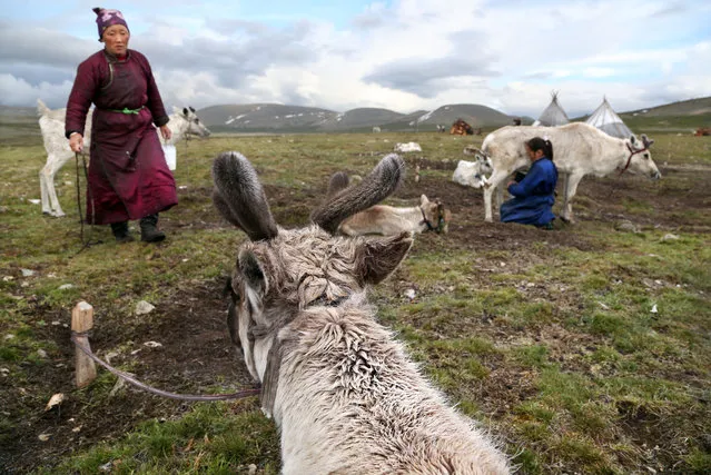 The daily milking of the reindeer. (Photo by Pascal Mannaerts/Rex Feature/Shutterstock)