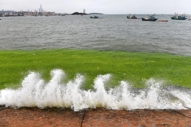 Waves crash on the shore near green algae off the coast of Qingdao in eastern China's Shandong province on June 17, 2021. The northern Chinese port city of Qingdao has deployed thousands of boats and powered scoops to deal with a massive algae bloom that is threatening sea life, tourism and water transport. The thick layer of plants that has coated waters and clogged beaches appeared in june and is reportedly the heaviest on record. (Photo by Chinatopix via AP Photo)