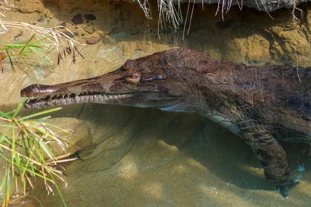 A male Tomistoma crocodile who was previously illegally trafficked, swims at the Los Angeles Zoo in Los Angeles, Friday, October 27, 2023. The Wildlife Confiscations Network is a new conservation initiative that is being led through a cooperative agreement by the U.S. Fish and Wildlife Service and the Association of Zoos and Aquariums. Tomistomas are protected by the Endangered Species Act, can grow over 16 feet long, have up to 84 teeth, and can live to 80-years-old. Tomistoma (Tomistoma schlegelii) are a member of the Crocodylidae family and inhabit the rivers and wetlands of South East Asia. (Photo by Damian Dovarganes/AP Photo)