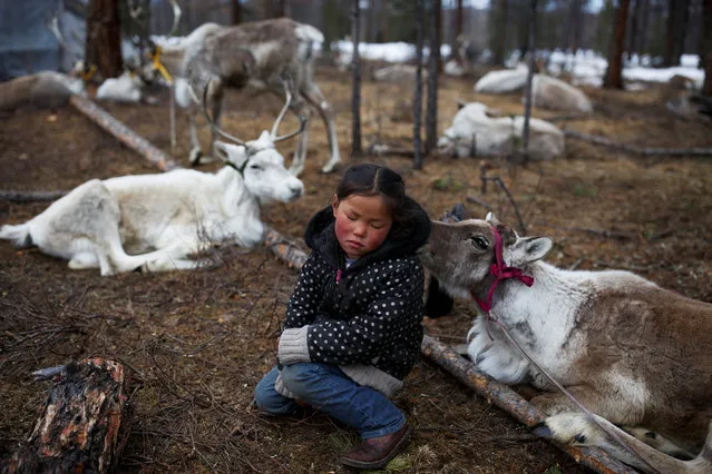 Tsetse, 6-year-old daughter of Dukha herder Erdenebat Chuluu, sits among her family's reindeer in a forest near the village of Tsagaannuur, Khovsgol aimag, Mongolia, April 21, 2018. The Dukha fear losing their identity in the face of a government conservation order banning unlicensed hunting on most of their traditional land. (Photo by Thomas Peter/Reuters)