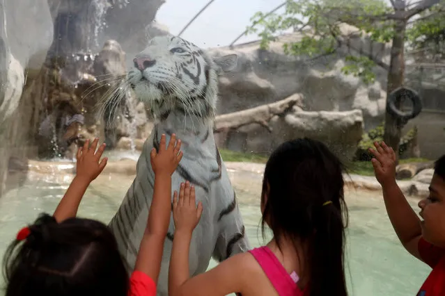 Children look at Civa Sumac, a White Bengal Tiger, winner of the “La Garra de Oro” (The Golden Claw) contest, at the Huachipa Zoo in Lima, Peru January 6, 2017. (Photo by Guadalupe Pardo/Reuters)