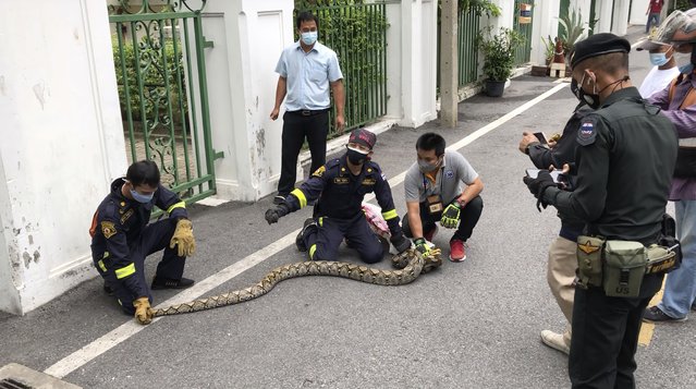 In this image made from video, firefighters display a reticulated python captured in Benjasiri Park in Bangkok, Thailand on Thursday, July 15, 2021. Bangkok parkgoers looking for relief from renewed coronavirus restrictions got a slithering surprise Thursday when a python as long as two of the Thai capital’s ubiquitous motorbikes was spotted in one of the popular green space. (Photo by Adam Schreck/AP Photo)
