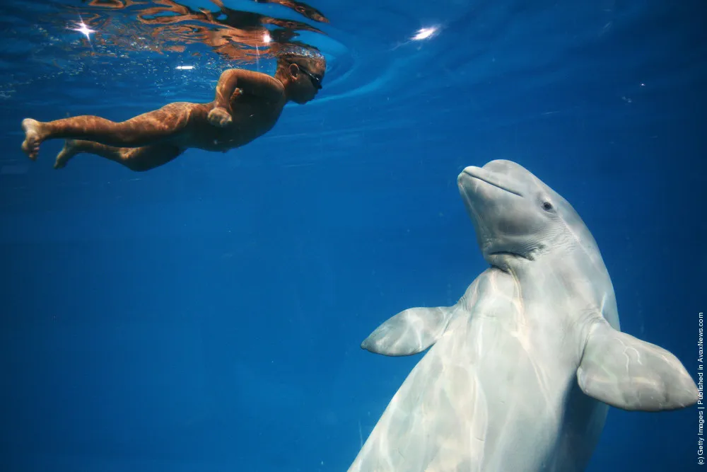 Four-year-old Chinese Boy Swims with Beluga Whale