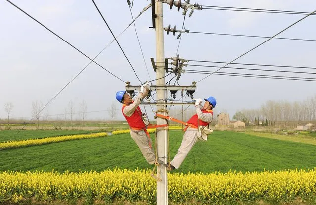 Workers practice maintenance work on an electricity pylon among crop fields in Chuzhou, Anhui province April 1, 2015. China's power consumption in the first two months of 2015 reached 845.4 billion kilowatt hours (kWh), up 2.5 percent compared to the same period last year, the National Energy Administration (NEA) said on March 16. (Photo by Reuters/Stringer)