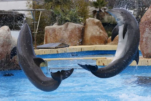 Dolphins jump out of the water at the Marineland animal exhibition park in the French Riviera city of Antibes, southeastern France, on December 12, 2013. (Photo by Valery Hache/AFP Photo)