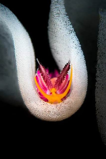 Nudibranchs, 1st Place. “Inside the Eggs”, Favorinus pacificus and eggs in Anilao, Philippines. (Photo by Flavio Vailati/The Ocean Art 2018 Underwater Photography Competition)