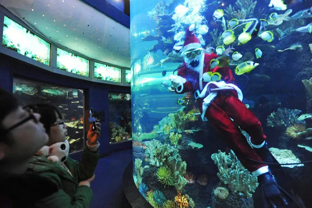 A diver dressed in a Santa Claus costume swims with fish at Qingdao Underwater World on December 24, 2013 in Qingdao, China. (Photo by ChinaFotoPress/Getty Images)