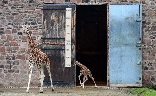 Murchison, a baby Rothschild giraffe (R), follows his mother Tula (L) from the Giraffe House at Chester Zoo in Chester, north-west England, on January 19, 2017 as he steps out for the first time. Despite the best efforts of the keepers the calf has been reluctant to step into the outdoors until today. The zoo celebrated the birth of a rare Rothschild's giraffe calf, whose number has dwindled to fewer than 1,600 in its native Kenya and Uganda on Boxing Day last year. (Photo by Paul Ellis/AFP Photo)