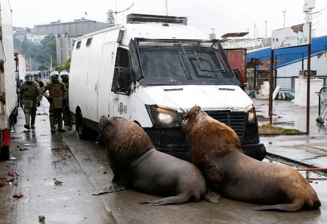 Sea lions congregate in front of a police car, obstructing the path of riot police during clashes with fishermen, in Valparaiso, Chile on December 28, 2023. (Photo by Rodrigo Garrido/Reuters)