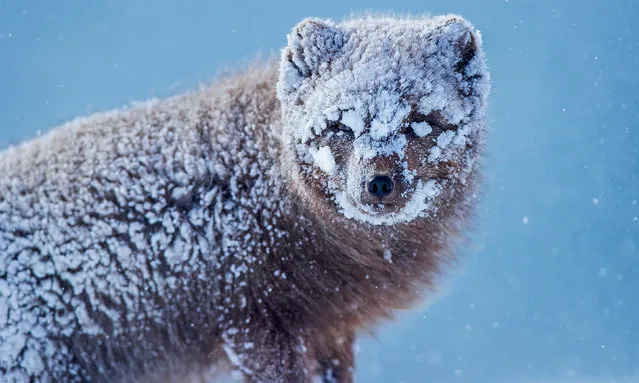 An Arctic fox braves the snowy blizzard in search of food in Hornstrandir nature reserve, northern Iceland in the first decade of January 2024. This rare blue morph variety has fur that does not turn white in the winter, but provides such good insulation that the snow won’t melt from their body heat. (Photo by Bret Charman/Solent News & Photo Agency)