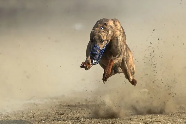 A canine chase a target during a racing competition on the outskirts of Charsadda on January 14, 2024. (Photo by Abdul Majeed/AFP Photo)