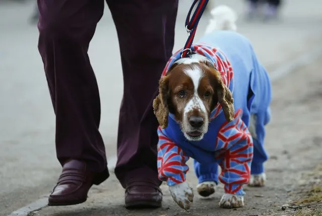 A dog arrives dressed in a onesie for the second day of the Crufts Dog Show in Birmingham, Britain March 11, 2016. (Photo by Darren Staples/Reuters)