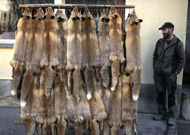A hunter looks at fur at the traditional fur market of the hunter community of Grisons, on Saturday, March 16, 2019, in Thusis, Switzerland. (Photo by Gian Ehrenzeller/Keystone via AP Photo)