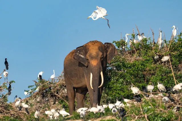 An elephant is walking on the island amidst a lot of birds in Parakrama Lake, in Polonnaruwa, Sri Lanka, on January 13, 2024. In the heart of Polonnaruwa, Sri Lanka, there is a small island within the tranquil expanse of Parakrama Lake. This sanctuary, dating back to 386 AD, has become an unexpected haven for a group of wild elephants escaping the crisis gripping their homeland. Originating from a nearby reserve, these majestic creatures are embarking on a remarkable journey, swimming 2 kilometers across the lake to reach the safety and abundance of the island. The Parakrama Lake, a network of interconnected reservoirs, is offering not only pure water but also a wealth of food, creating an idyllic refuge for these elephants amidst the challenges faced by their species. Facing an alarming crisis in Sri Lanka, where 433 elephants lost their lives in 2022 and 474 in 2023, the island is serving as a beacon of hope. The fishermen, recognizing the vulnerability of these gentle giants, are standing as guardians, ensuring their safe passage and protection from harm. While the island is providing a lifeline for the elephants, it is also hosting a vibrant community of thousands of birds, creating a delicate balance between species in this unique ecosystem. Amidst the somber statistics of elephant deaths, this tale is unfolding as a testament to the resilience of nature and the coexistence between man and wildlife, offering a glimpse into a world where harmony prevails against the backdrop of crisis. (Photo by Thilina Kaluthotage/NurPhoto/Rex Features/Shutterstock)