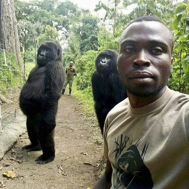 Mathieu Shamavu, a ranger and caretaker at the Senkwekwe Center for Orphaned Mountain Gorillas, poses for a photo with female orphaned gorillas Ndakasi, left, and Ndeze, center, at the the Senkwekwe Center for Orphaned Mountain Gorillas in Virunga National Park, eastern Congo Thursday, April 18, 2019. The 14-year-old mountain gorilla Ndakasi, made famous in a selfie with her caretaker at the Virunga National Park in Congo, has died Sept. 26, 2021 after a long illness, the park said. (Photo by Mathieu Shamavu/Virunga National Park via AP Photo)