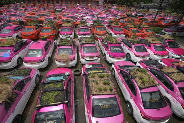 Miniature gardens are planted on the rooftops of unused taxis parked in Bangkok, Thailand, Thursday, September 16, 2021. Taxi fleets in Thailand are giving new meaning to the term “rooftop garden”, as they utilize the roofs of cabs idled by the coronavirus crisis to serve as small vegetable plots and raise awareness about the plight of out of work drivers. (Photo by Sakchai Lalit/AP Photo)