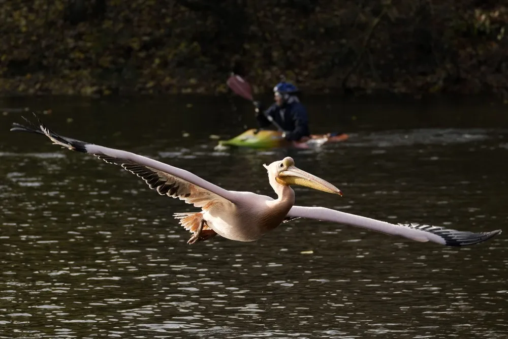 Pelicans Moved to Winter Enclosure at Czech Zoo
